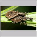 Lepyrus palustris - Ruesselkaefer 01b 9mm.jpg